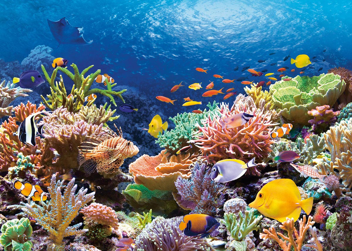 Обитатели Большого Барьерного рифа