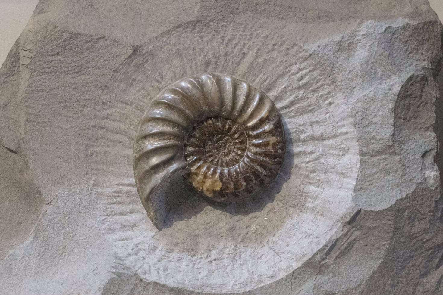 Ammonite