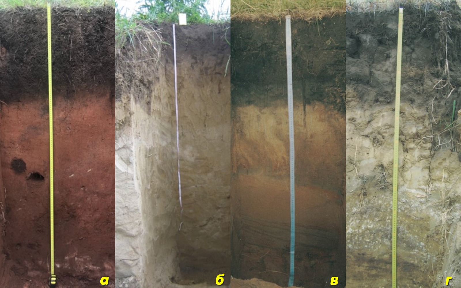Почвенные профили черноземов Сибири
