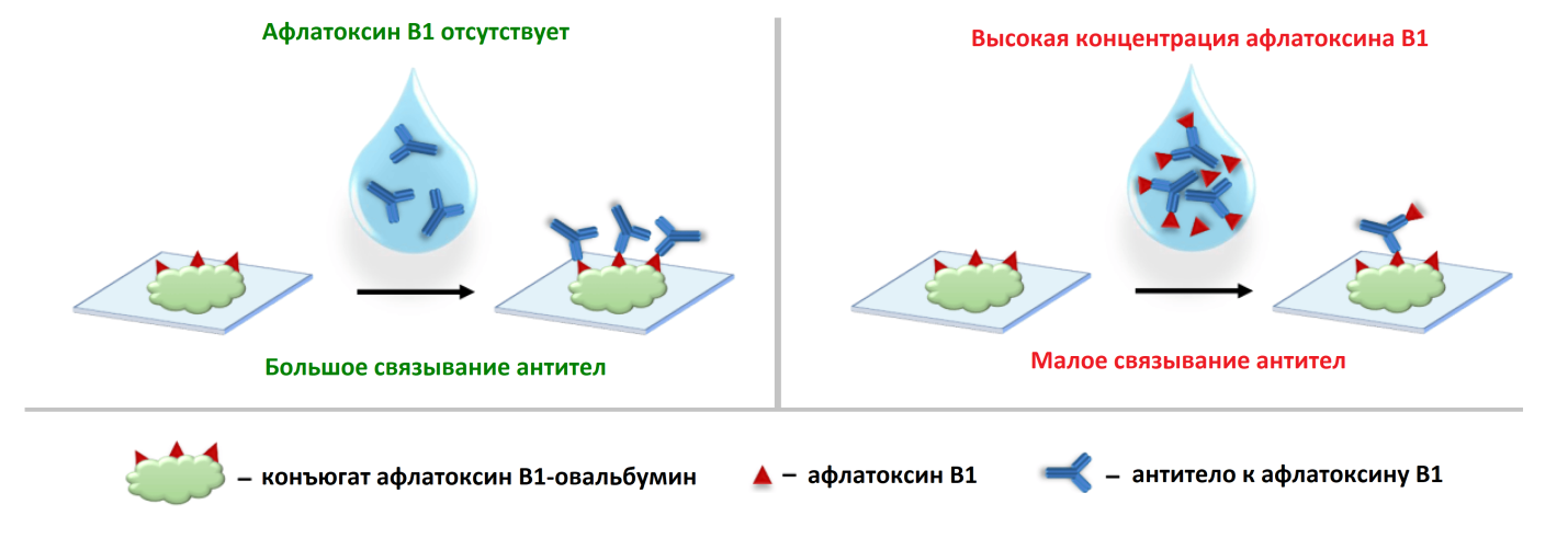 механизм связывания биомолекул с чипом