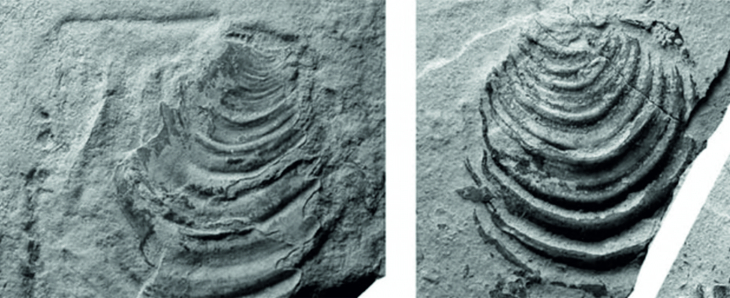 Cremnoceramus