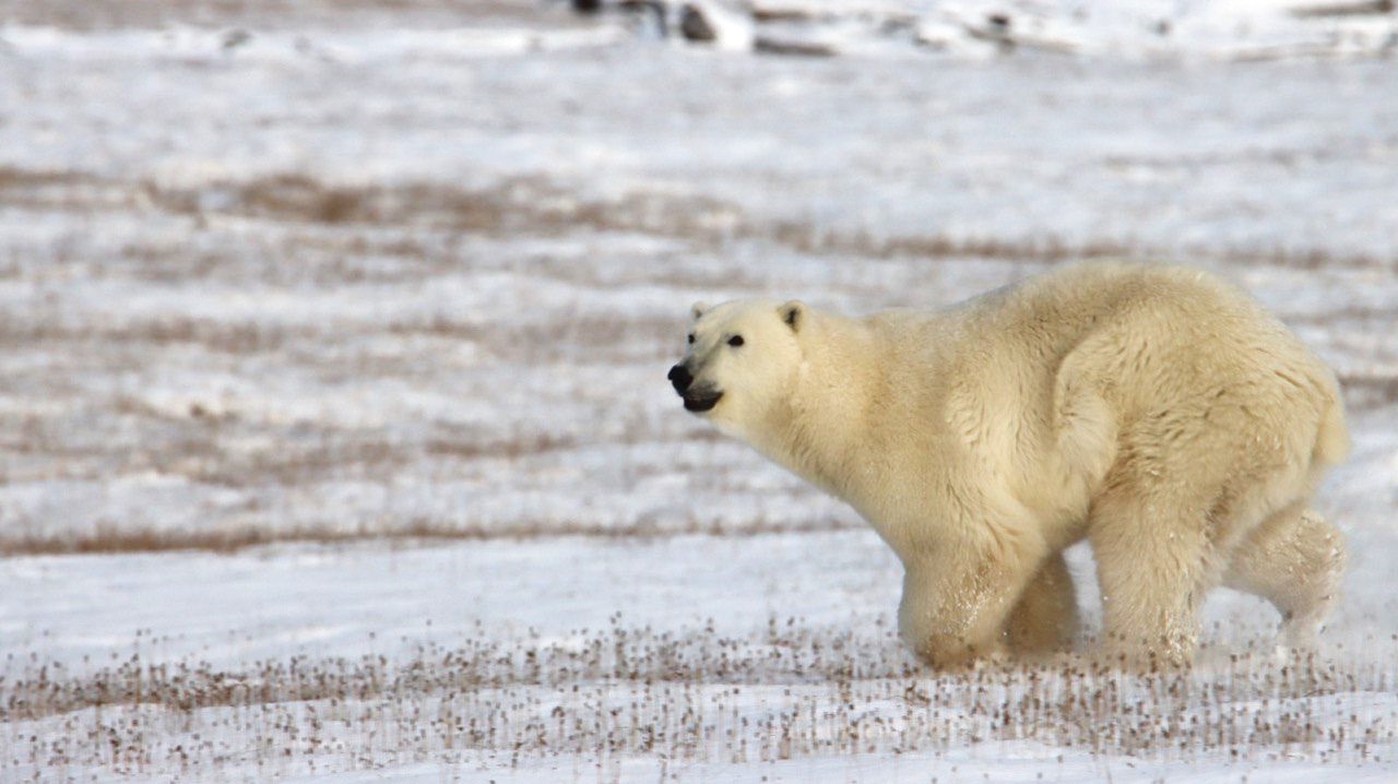 Bear