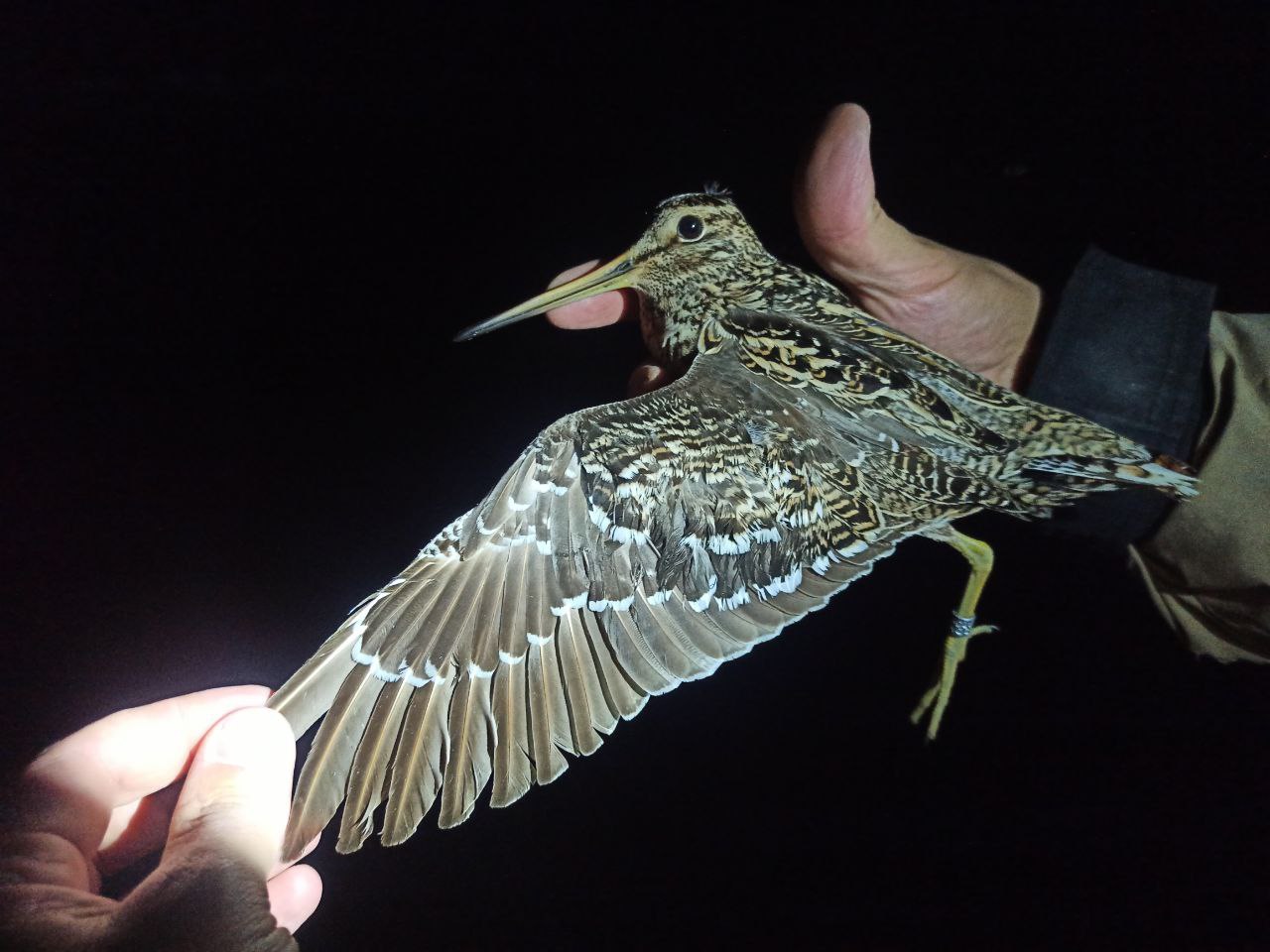 Bird