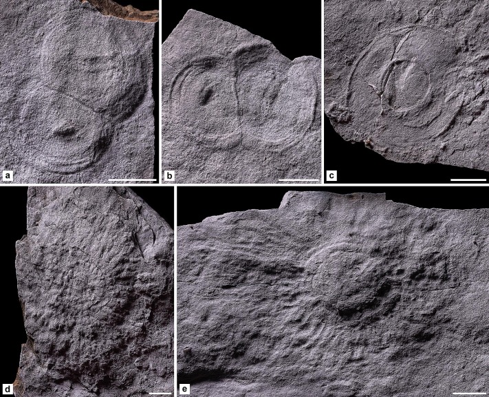 Frondomorph holdfasts