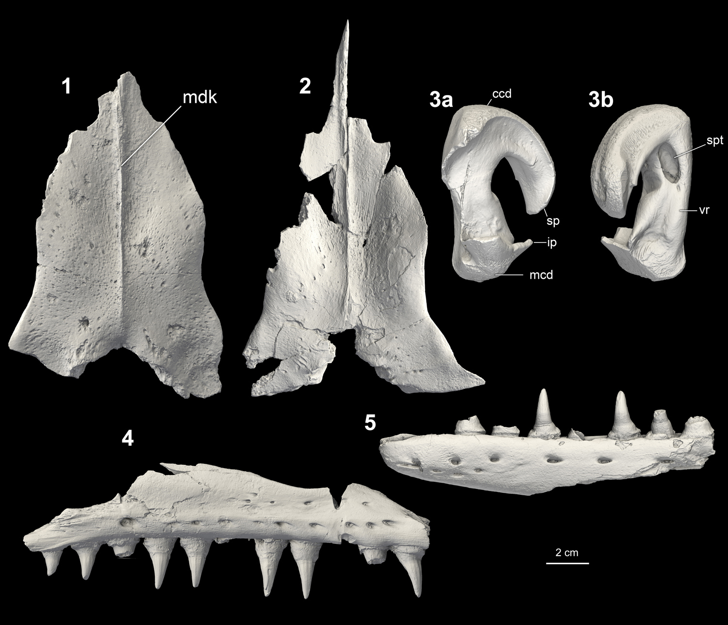 Latoplatecarpus3