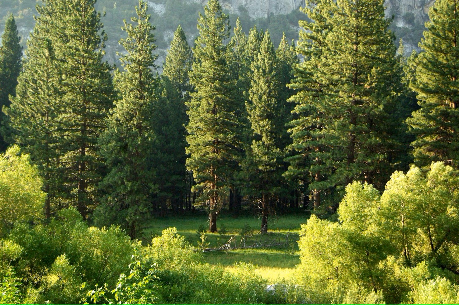 Forrest
