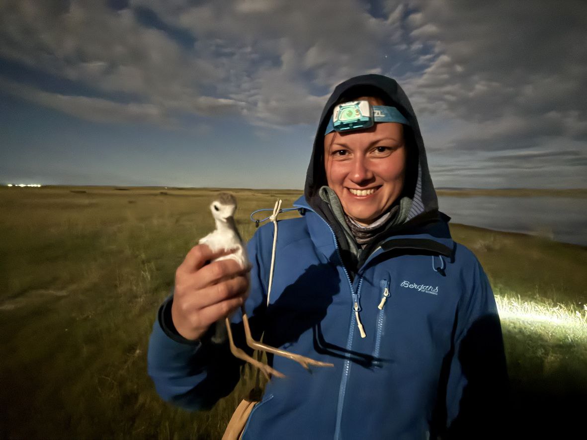 Arctic Birds