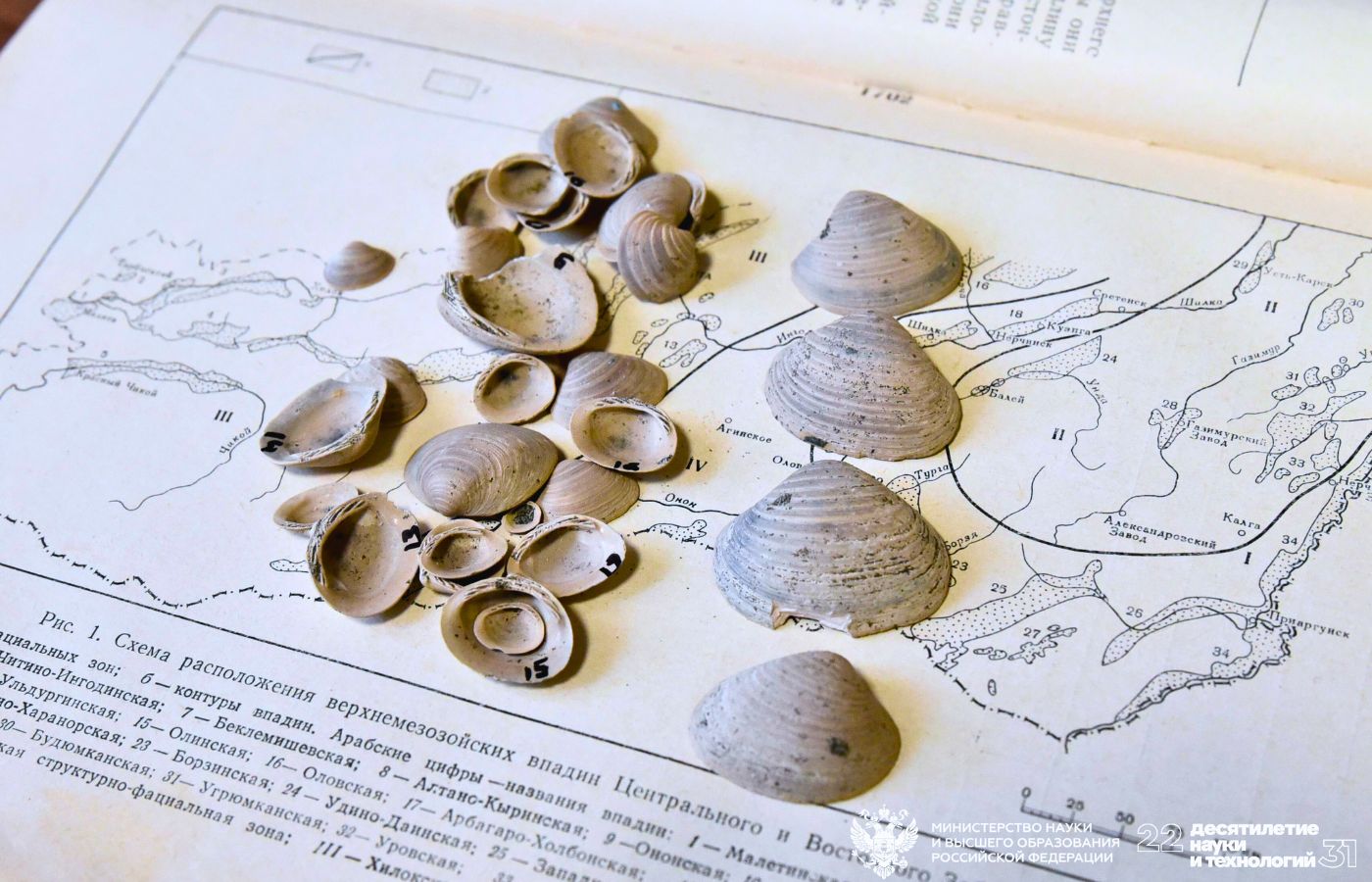 Раковины моллюсков