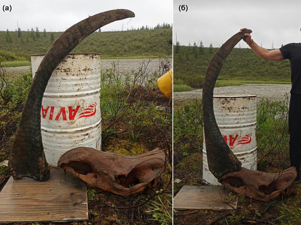 the longest horn of a rhino