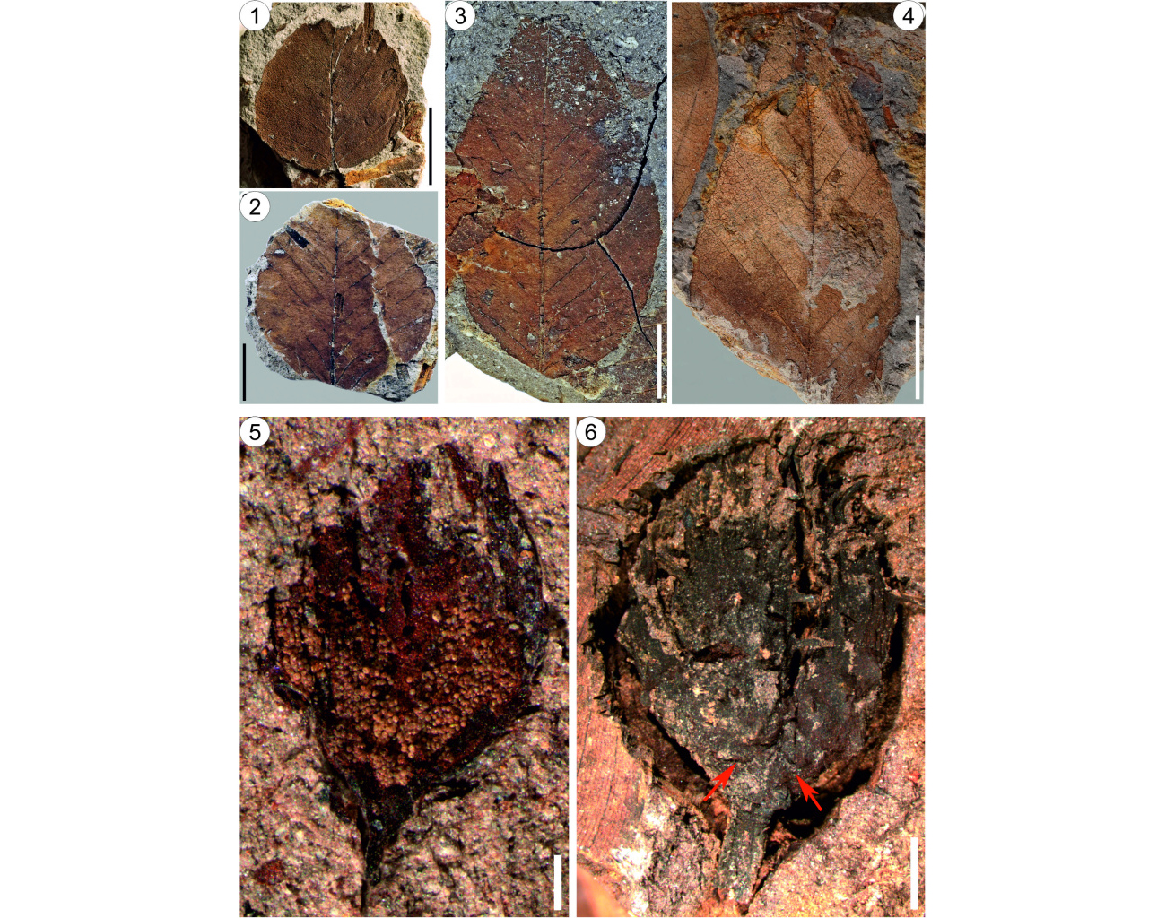 находки буков