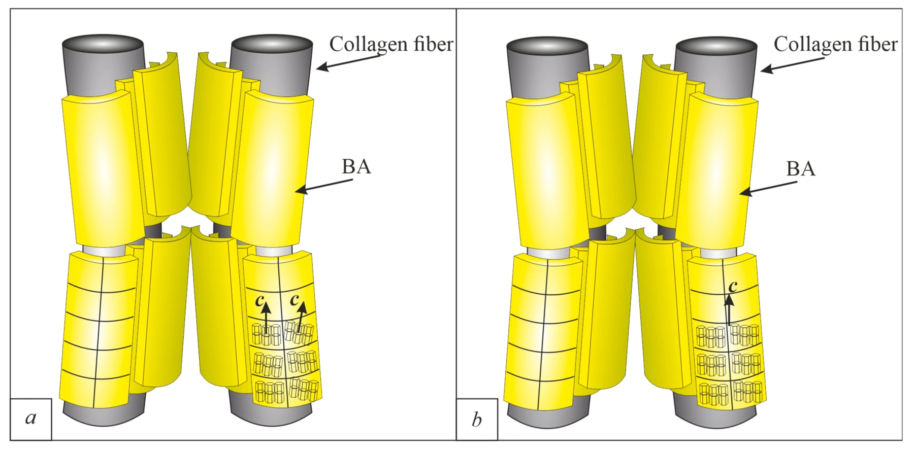 Ультраструктура апатита в кости