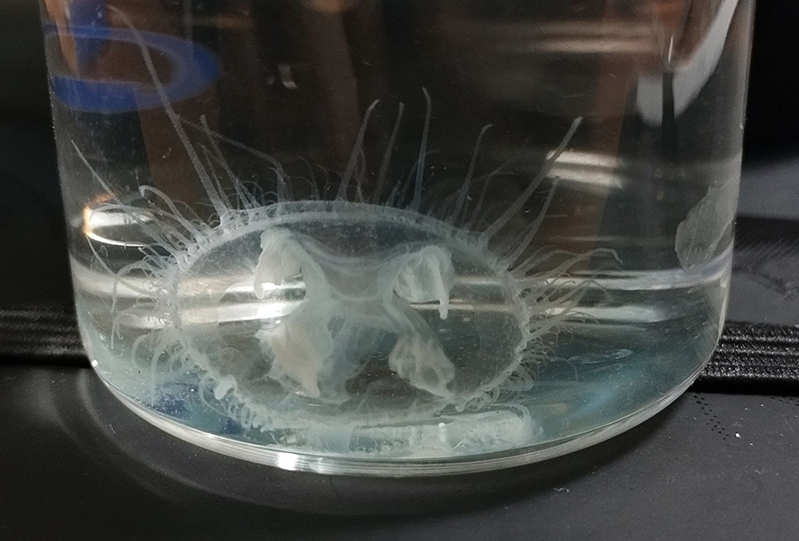 Jellyfish