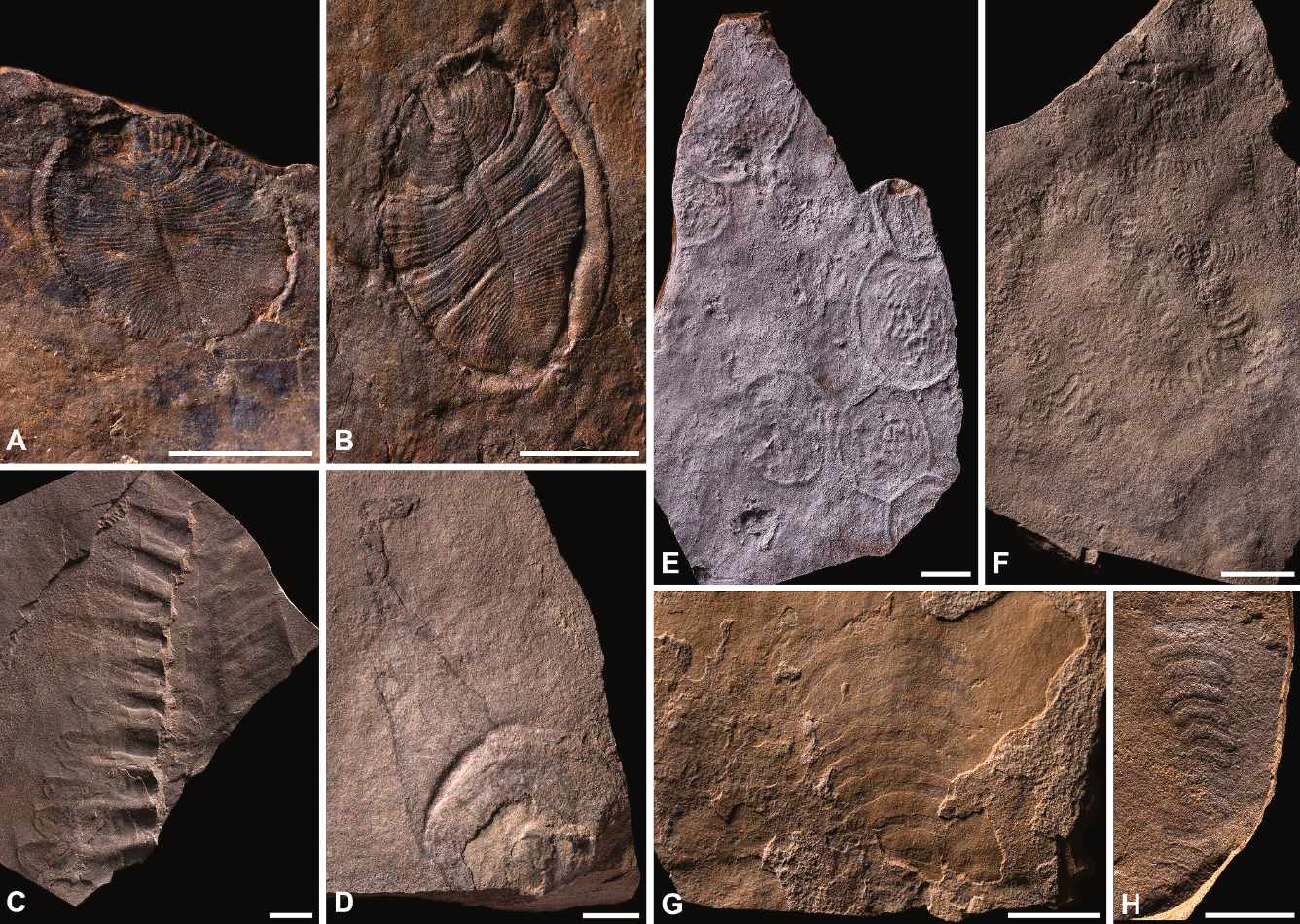 Эдиакарские организмы