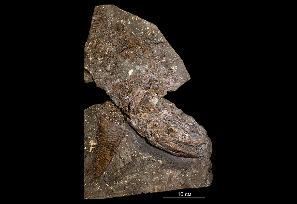 Orthocormus gushchinae