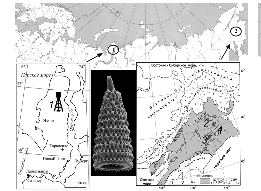 Pachycingula