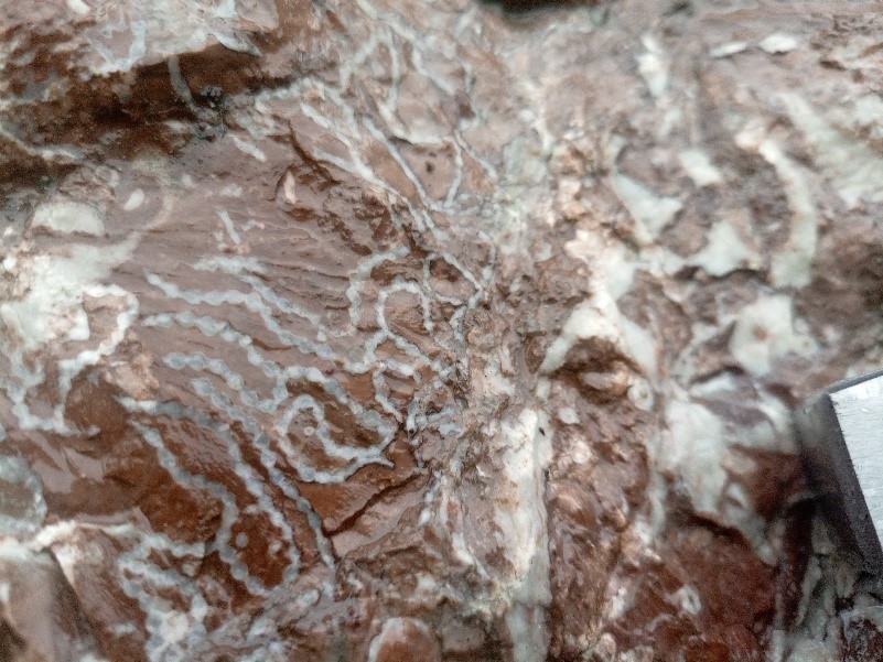 кораллы