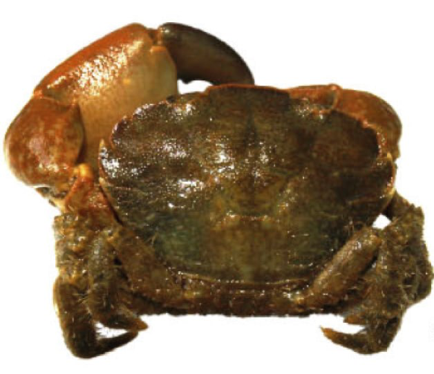 Eurypanopeus depressus