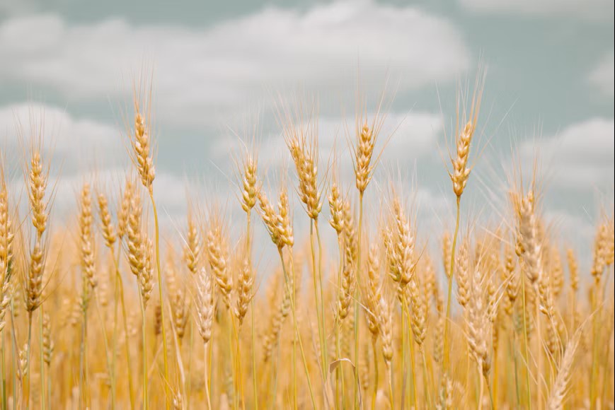 Grain